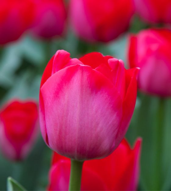 Tulip Spryng Tide Bulbs - 5 Deep Rose-Red & Silver Sheen, Fragrant, Weather-Resistant, Spring Blooming, USDA Zones 3-8