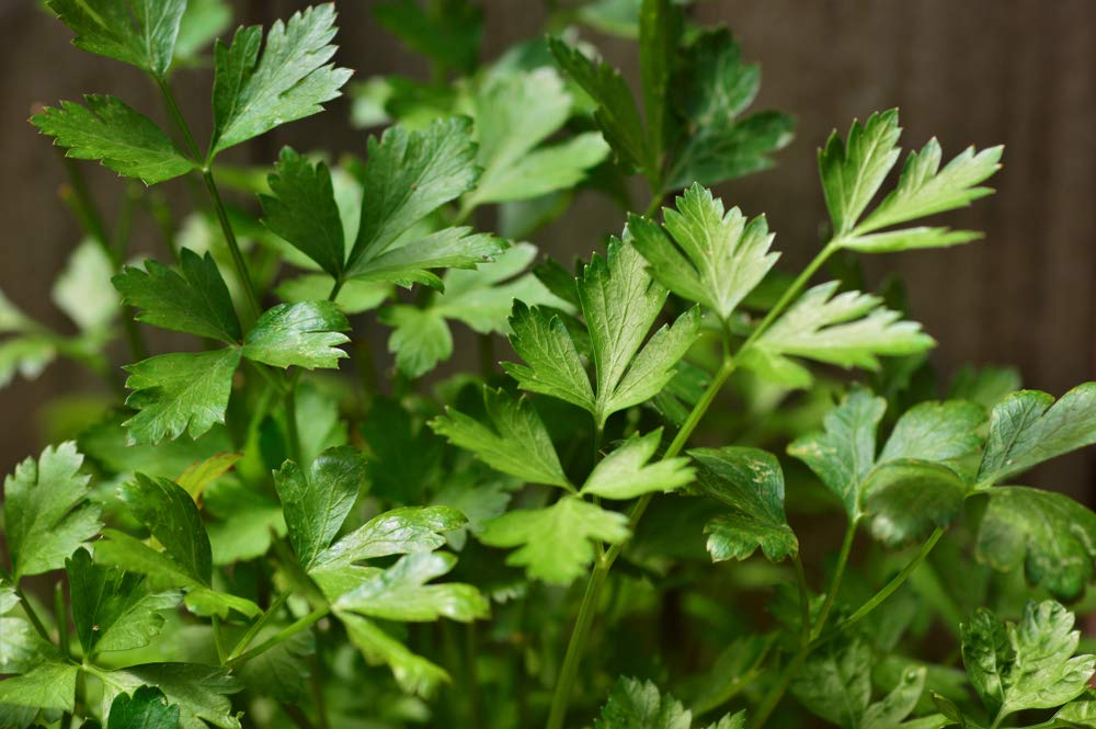 Italian Giant Parsley Seeds – Non-GMO Heirloom Culinary Herb, Petroselinum crispum, Easy to Grow, Garden & Container Plant