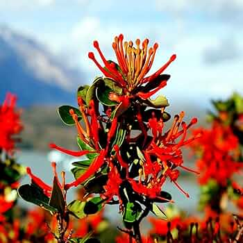 Chilean Firebush Tree Seeds – Embothrium coccineum, Scarlet Flame Red Tubular Flowers, Hummingbird Magnet, Ornamental Garden Plant