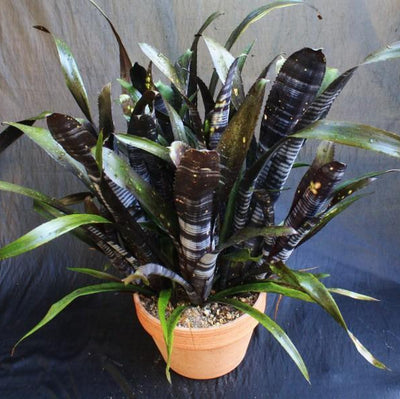 Bromeliad Billbergia Darth Vader Live Cutting – Exotic Multicolor Foliage, Air-Purifying, Pet Safe, Attracts Hummingbirds & Butterflies