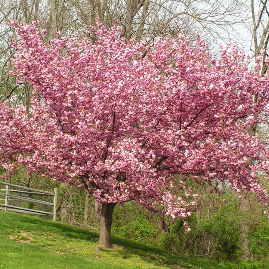 Kwanzan Cherry Blossom Starter Plant | 8-10" Live Tree | Prunus serrulata | Japanese Ornamental Tree with Pink Spring Blooms