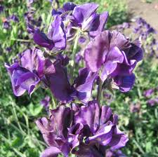 Mammoth Navy Sweet Pea Seeds – Deep Blue Blooms Climbing Vine for Trellises & Bouquets – Lathyrus odoratus, USA