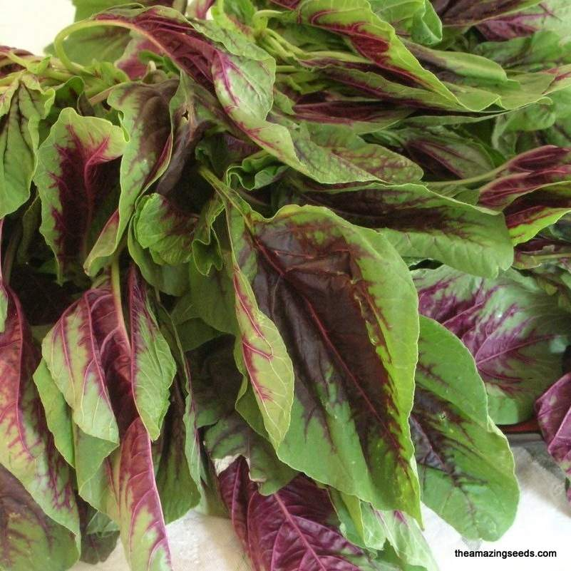 Edible Amaranth Red Stripe Leaf Seeds – Tricolor Foliage, Fast Growing, Garden & Container, Amaranthus tricolor, 500mg
