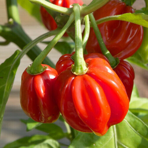Red Scotch Bonnet Pepper Seeds | Heirloom, Non-GMO | Capsicum annuum, Hot Pepper, 100,000-350,000 Scoville
