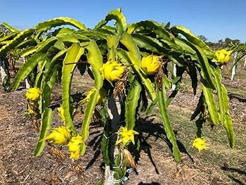 Yellow Golden Dragon Fruit Seedling - 3-5 Inch Potted Selenicereus megalanthus Live Plant for Home Garden
