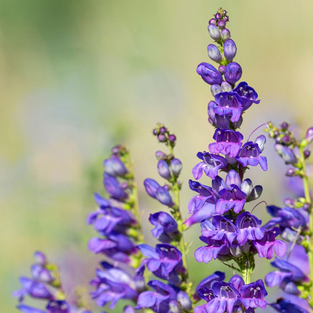100mg Penstemon Cyaneus Seeds - Blue Penstemon, Drought-Tolerant Native Wildflower for Xeriscape & Pollinator Gardens