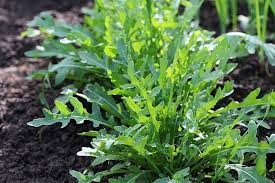 Arugula Seeds 1g Heirloom Non-GMO Salad Green Eruca vesicaria Fast-Growing Peppery Flavor