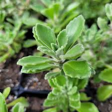 Unrooted Succulent Cuttings - Plectranthus tomentosa 'Vicks Plant' with Fragrant Fuzzy Leaves, Easy-Care, 3 Pack