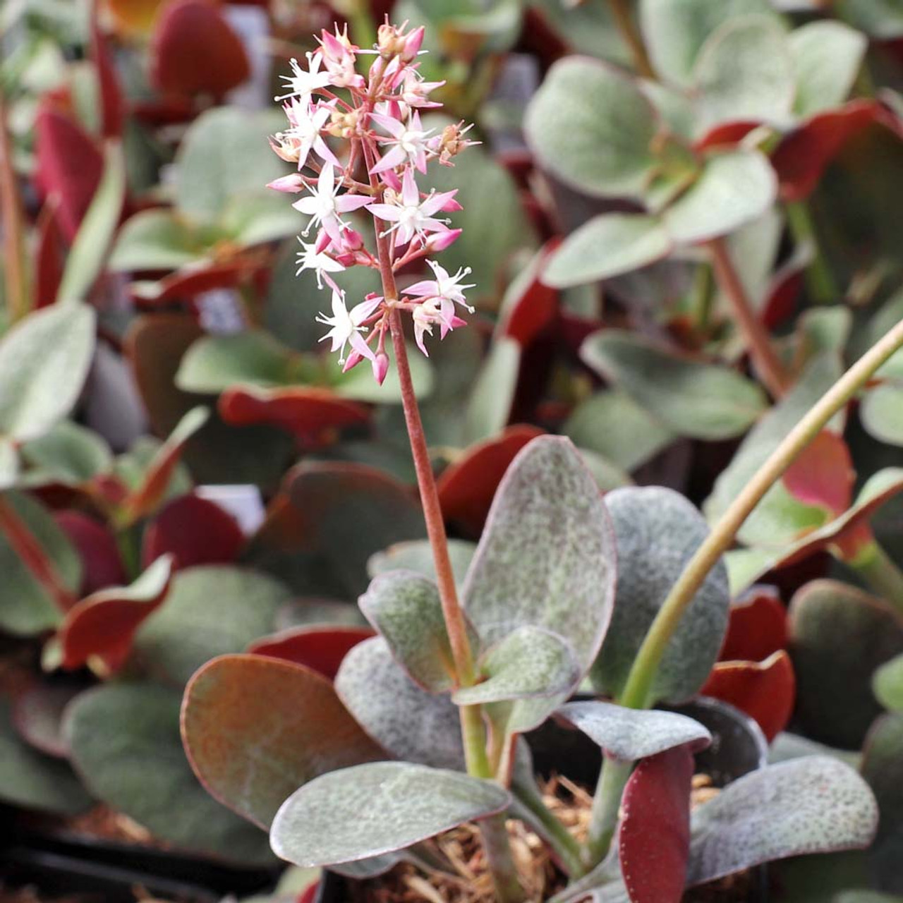 Crassula Multicava ‘Red Fairy Jade’ Unrooted 2” Cuttings, Trailing Succulent, Ground Cover, Easy-Care Houseplant, Drought Tolerant