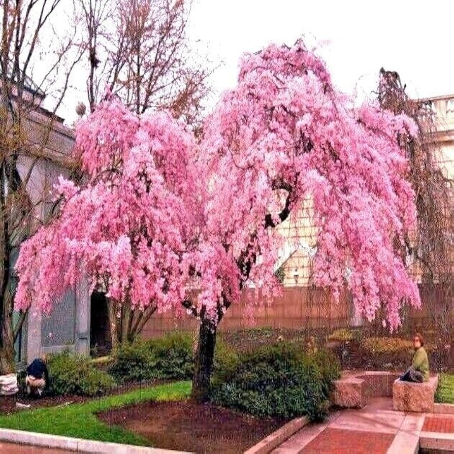 Japanese Weeping Sakura Cherry Tree Seeds – Prunus pendula, Fast Growing, Cold Hardy, Pink Spring Blooms, Ornamental Garden Tree
