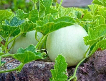 Green Honeydew Melon Seeds - Heirloom, Non-GMO, Vining, Cucumis Melo, Sweet & Juicy, 115 Days to Maturity