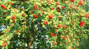 American Mountain Ash Trees 1-2 Feet Bare Root Sorbus americana 2-Pack, Ornamental Berries, Fall Foliage, Wildlife-Friendly