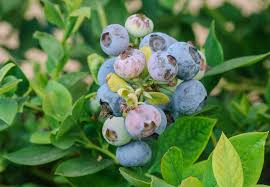 Blueberry Grow Kit with 7 Live Cuttings, TifBlue (Vaccinium ashei), Cold-Hardy Fruit Bush, Indoor/Outdoor Gardening