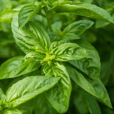 Herb Seeds - 300 Sweet Basil (Ocimum basilicum) for Cooking & Gardening, Aromatic, Fast-Growing Culinary Herb