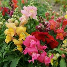 1000 Seeds Snapdragon MAGIC CARPET Mix - Multicolored Non-GMO Antirrhinum Majus for Butterfly-Friendly Gardens