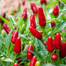 Thai Hot Pepper Seeds - Heirloom Spicy Chili Pepper, Compact, High-Yielding, Capsicum annuum, for Curries, Sauces, Pickles