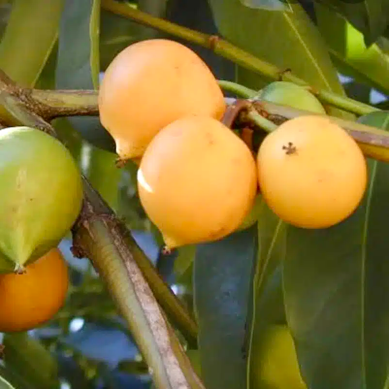 Yellow Mangosteen Live Fruit Tree 12-24 Inches - Tropical Evergreen Garcinia xanthochymus, Exotic Edible Fruit Plant
