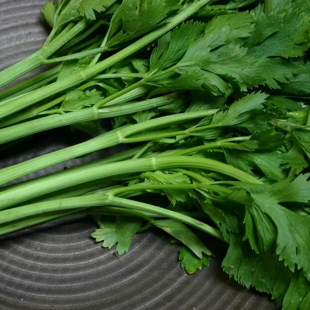 Conquistador Celery Seeds - High-Yield, Crisp, Flavorful, Apium graveolens for Fresh Eating, Salads & Cooking