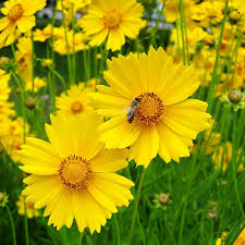 Lance Leaf Coreopsis Seeds 25 Bright Yellow Perennial Wildflower for Pollinators - Coreopsis lanceolata