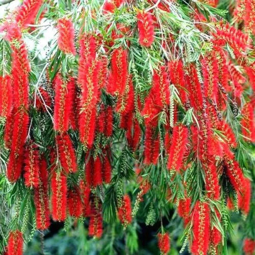 Weeping Bottle Brush Seeds, Callistemon viminalis, Fast Growing Red Flower Tree, Australian Native Landscaping Plant