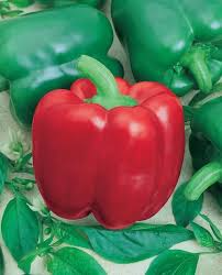 California Wonder Sweet Bell Pepper Seeds – Capsicum annuum, Heirloom, Green to Red, Versatile for Cooking & Gardening
