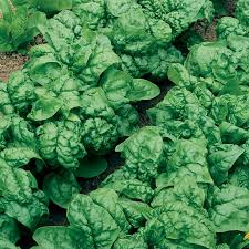 Spinach Seeds Bloomsdale Long Standing Heirloom, Cold Hardy, Fast Growing, High Yield, Garden & Container Planting