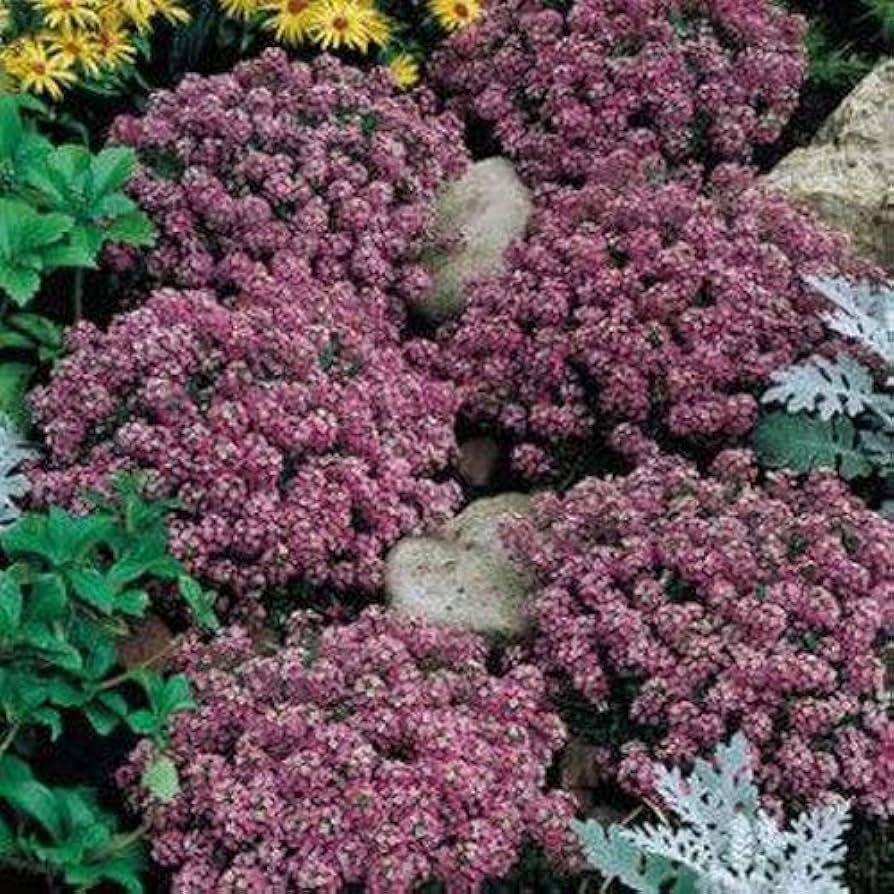 Alyssum Seeds Rosie O’Day Pink Groundcover - Fragrant Non-GMO Bee-Friendly Flowers for Borders & Containers - Lobularia maritima