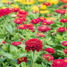 Zinnia Seeds 100 Pack - Meteor Shower Mixed Colors - 5-Inch Flowers - Non-GMO - Zinnia elegans