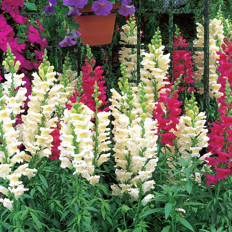 Antirrhinum majus Liberty Classic Mix Snapdragon Seeds – 1000+ Vibrant Multi-Color Blooms for Garden & Cut Flowers