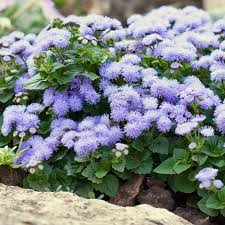 Ageratum Blue Mink Dwarf Seeds, Floss Flower, Purple Blooms, Butterfly Garden, Non-GMO, Perennial, Easy to Grow, Ageratum houstonianum