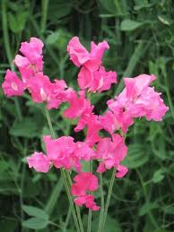 50+ Sweet Pea Seeds, Lilac Fragrant Blooms, Climbing Vines for Trellises & Bouquets, Lathyrus odoratus, Garden Planting