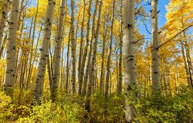 Quaking Aspen Trees Bare Root Seedlings 8-14 Inches Tall, Populus tremuloides, Deciduous Shade & Landscape Trees