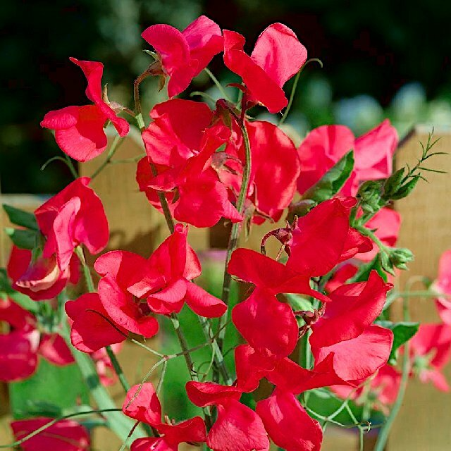 50+ Monaco Sweet Pea Seeds – Deep Red Fragrant Blooms, Climbing Vines for Trellises & Bouquets, Lathyrus odoratus