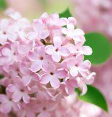 Syringa microphylla Seeds – Littleleaf Lilac Shrub with Fragrant Pink-Lilac Blooms, Ornamental Compact Flowering Shrub, Cold-Hardy Plant