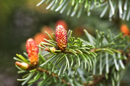 Norway Spruce Tree – Live Bare Root 12-18” Picea abies Cold-Hardy Evergreen for Landscaping & Windbreaks