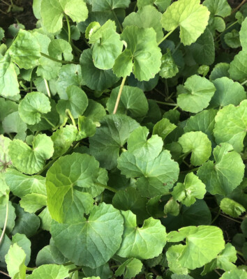 15pcs Pennywort Gotu Kola Bare Root Plants – Easy-to-Grow Ground Cover – Centella Asiatica Live Starter Plants