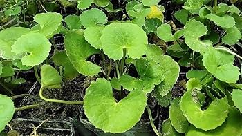 Indian Pennywort Bare Root Plants - Centella asiatica, Edible Ground Cover, Fast-Growing Herb, 10 Live Plants
