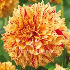 Dahlia Gloriosa Live Flower Plant Bulb – Yellow Red Variegated, 6.5" Blooms, Mid-Season Tall Perennial Garden Bulb