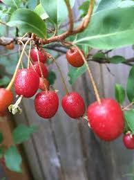4 Goumi Cuttings Elaeagnus multiflora Edible Red Fruits Cold Hardy Nitrogen-Fixing Permaculture Tree