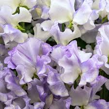 Sweet Pea Seeds - Climbing Vine with Ruffled Lilac & White Bicolor Blooms - Lathyrus odoratus