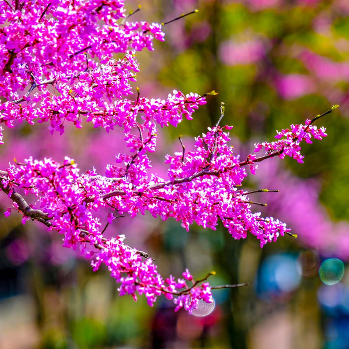 Eastern Redbud Tree Bare Root 1-2 Ft Cercis canadensis Rosy Pink Flowers Drought Tolerant Zones 4-9