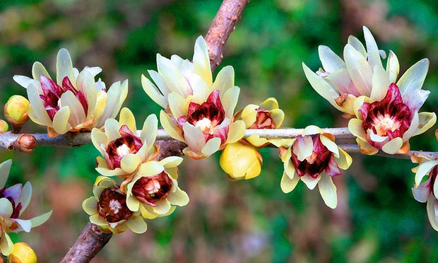 10 Seeds Chimonanthus Praecox Wintersweet Ornamental Shrub Fragrant Winter Blooms, Hardy Perennial Planting