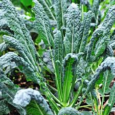 Lacinato Kale Seeds, Dinosaur Kale, Non-GMO Heirloom, Nutrient-Rich, Easy to Grow, for Salads & Soups, Brassica oleracea