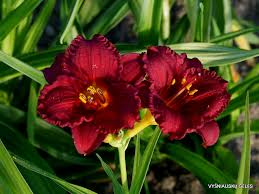 Cranberry Baby Daylily Dwarf Re-Blooming Plant with Ruffled Red Flowers, Pollinator Attractant, USDA Zones 3-10