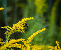 Old Field Goldenrod Seeds – Solidago nemoralis – Native Wildflower, Drought Tolerant, Pollinator Plant, Yellow Blooms, 500mg
