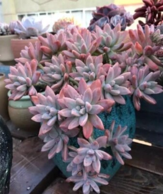 Live Succulent Plant in 2" Pot | Graptosedum 'Francesco Baldi' | Drought Tolerant, Easy to Grow, Indoor & Garden