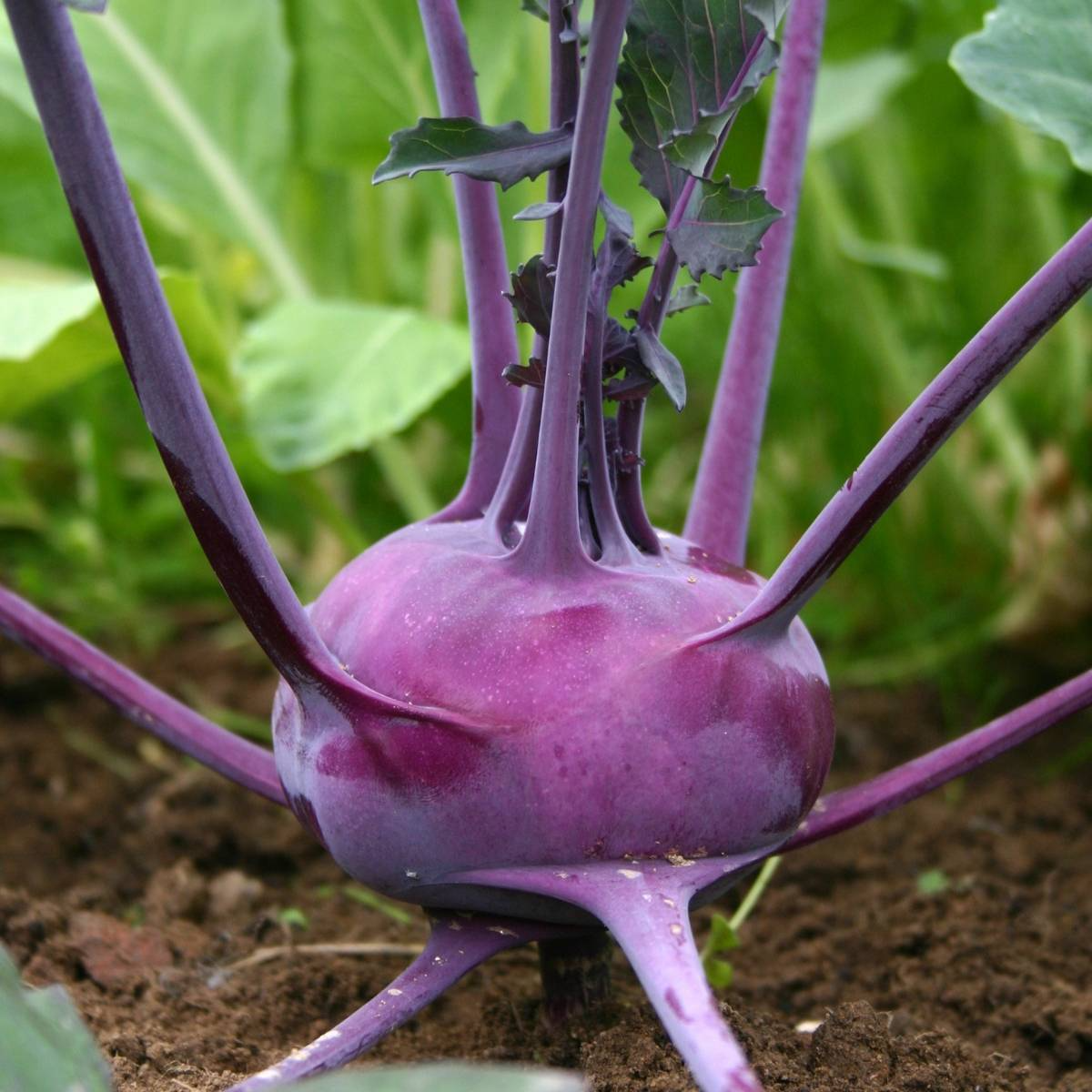 Kohlrabi Seeds Purple Vienna 150 Pack – Heirloom Brassica oleracea for Salads & Cooking, Organic Non-GMO Vegetable Seeds