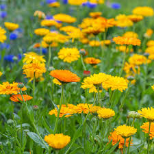 Calendula Pacific Beauty Mix Seeds, Edible Flower, Pot Marigold, Non-GMO, Vibrant Bloom, Culinary and Garden Use