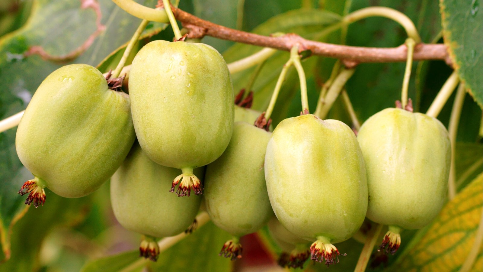 30 Issai Kiwi Berry Seeds - Arctic Grape, Kiwiberry, Edible Fruit Vine, Hardy Actinidia arguta, Fast-Growing, Rare Fruit Seeds