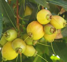 Golden Rose Apple Tree Seedling - Syzygium Jambos - Tropical Fruit Tree, Fast-Growing, Ready to Plant, Exotic Flavor